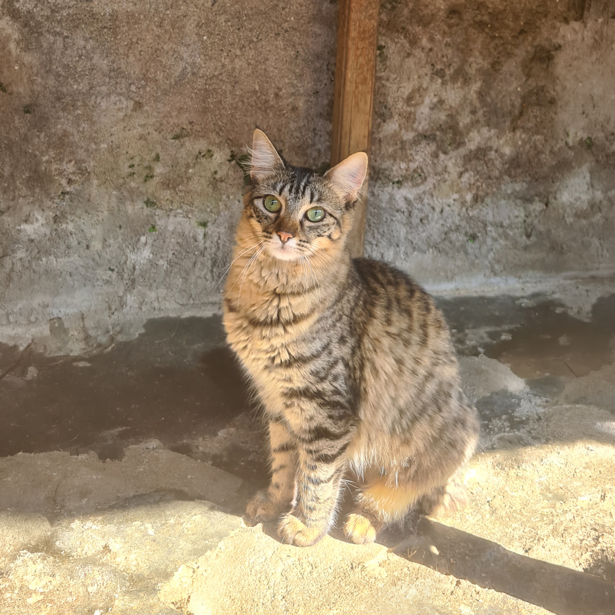 Foto do gato Penélope